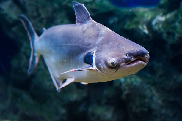 istock Tropical fish Black ear catfish, lives in rivers of 615810730