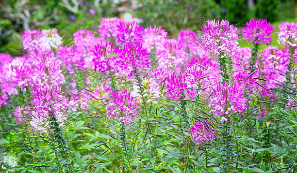 Pink spider flower in the garden