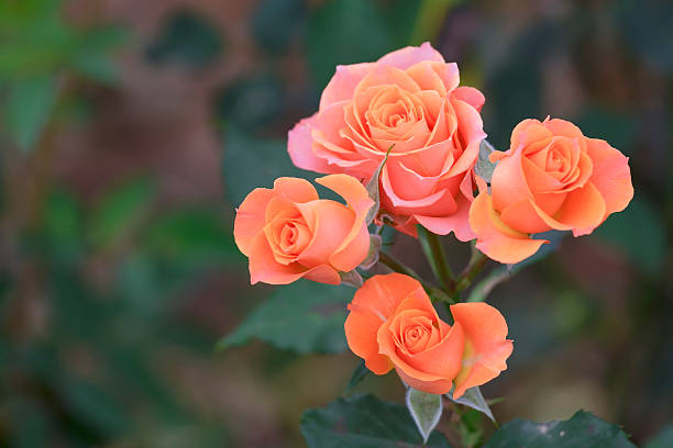 istock Roses blooming in garden 615813026