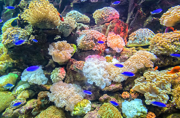 acuario de ecosistemas de coral - tropical fish saltwater fish butterflyfish fish fotografías e imágenes de stock