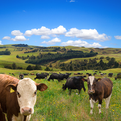 Herd of cows grazing in the picturesque farmland landscape background