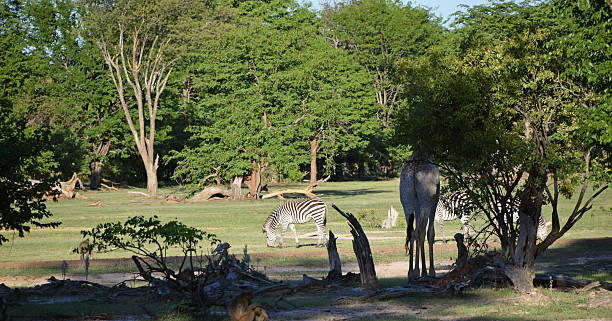 istock Wild Zebras in Zambia 615815398