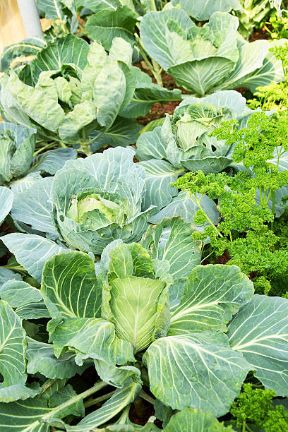istock fresh cabbage in the vegetable garden 615815576