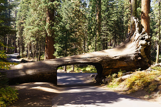 istock Tunnel Log in Sequoia National Park 615816988