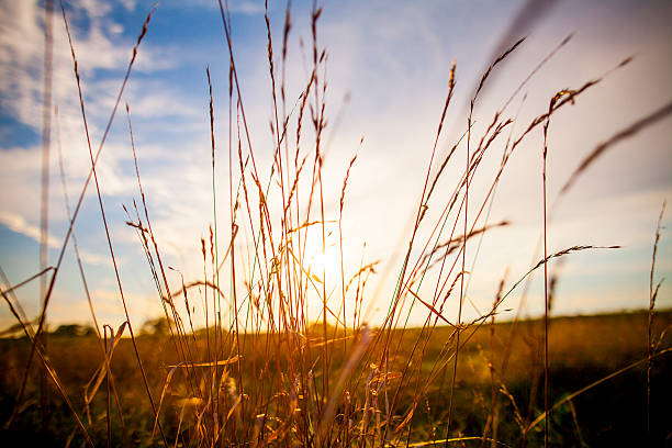 herbe de blé avec coucher de soleil - kansas wheat bread midwest usa photos et images de collection