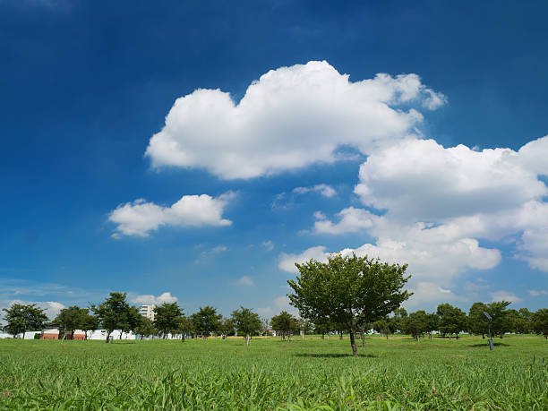 Summer sky and the park