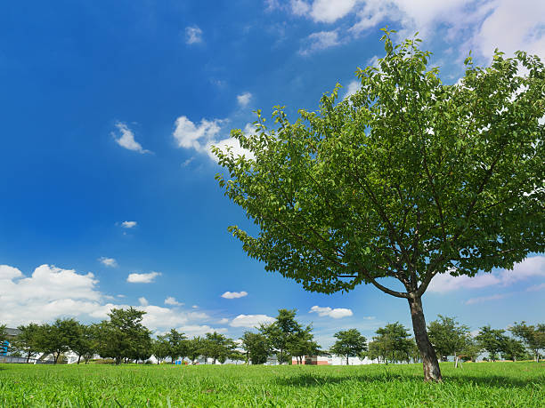 istock Summer sky and the park 615817994