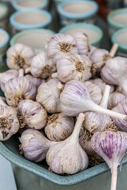 istock Bulbs of garlic on display. 615818434