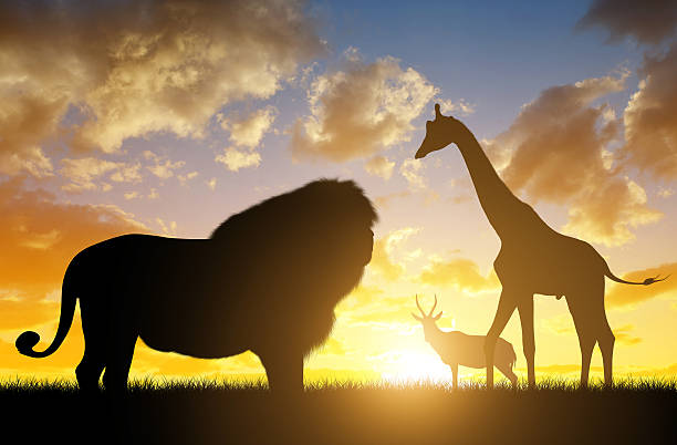 istock Silhouette of a Lion with Giraffes and Antelope 615819134