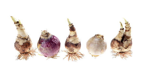 istock The bulbs of daffodils 615819154