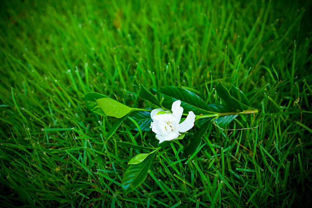 istock Gardenia flower in the grass 615819608
