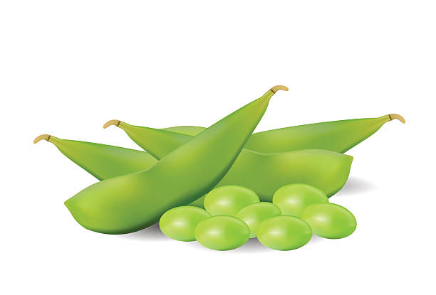 グリーン大豆豆 - soybean bean edamame pod点のイラスト素材／クリップアート素材／マンガ素材／アイコン素材