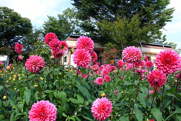 istock Bright Dahlia in Yamagata Japan 615822120
