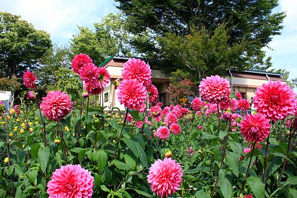 istock Bright Dahlia in Yamagata Japan 615822178