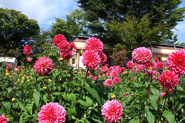 istock Bright Dahlia in Yamagata Japan 615822224