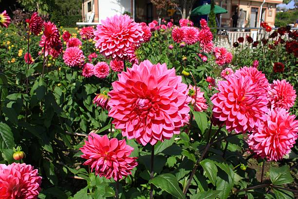 istock Bright Dahlia in Yamagata Japan 615822284