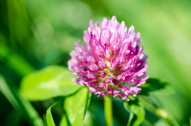 istock Pink clover flower on green background. 615822458