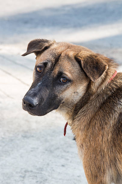 istock thai dog with eye injury 615822804