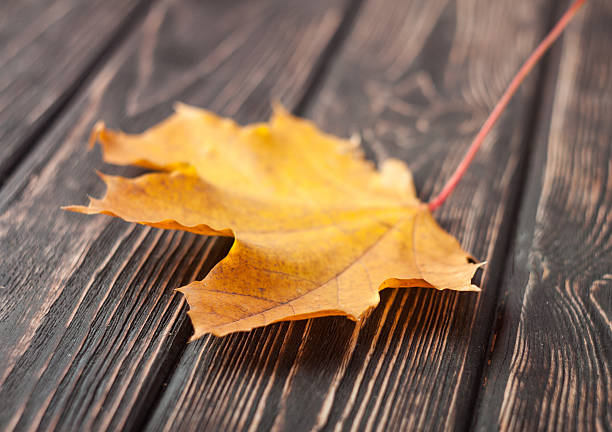istock Yellow autumn leaves on wood 615822974