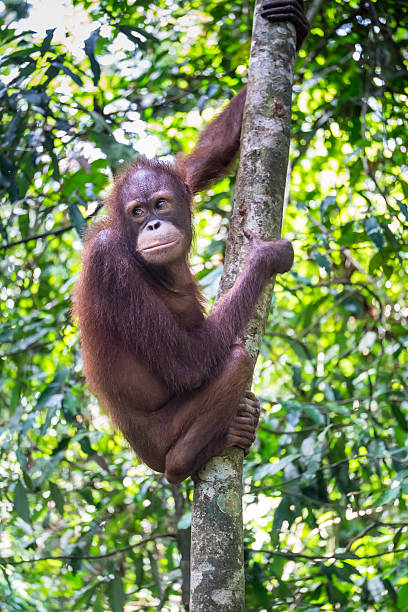 istock Orang Utan in Tropical Rainforest 615822978