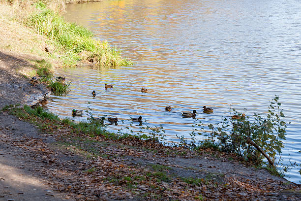 istock Wild ducks on a pond in the city park 615823988