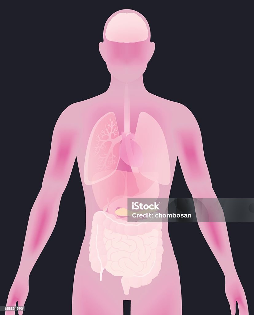 human body silhouette and various organs, vector illustration Abdomen stock vector