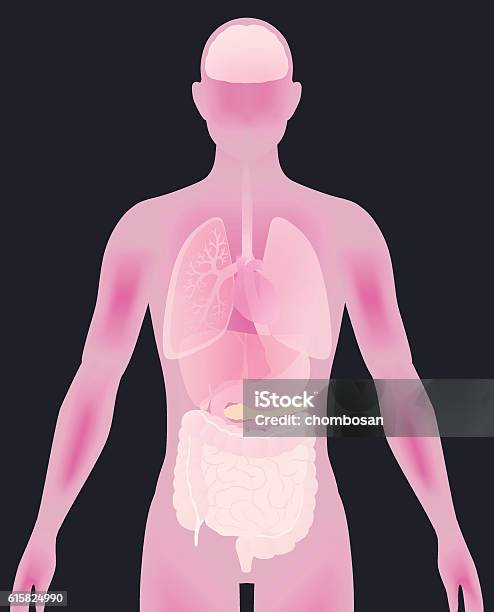 Human Body Silhouette And Various Organs Vector Illustration Stock Illustration - Download Image Now