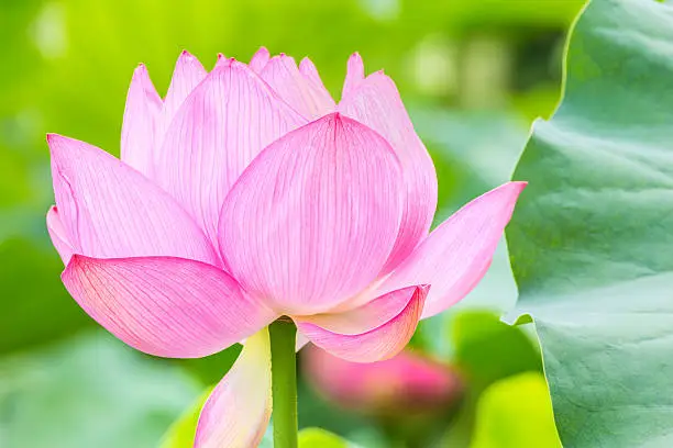 Photo of Lotus flower