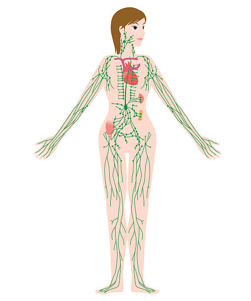 woman's lymph system anatomical chart, vector illustration woman's lymph system anatomical chart, vector illustration human neck illustrations stock illustrations