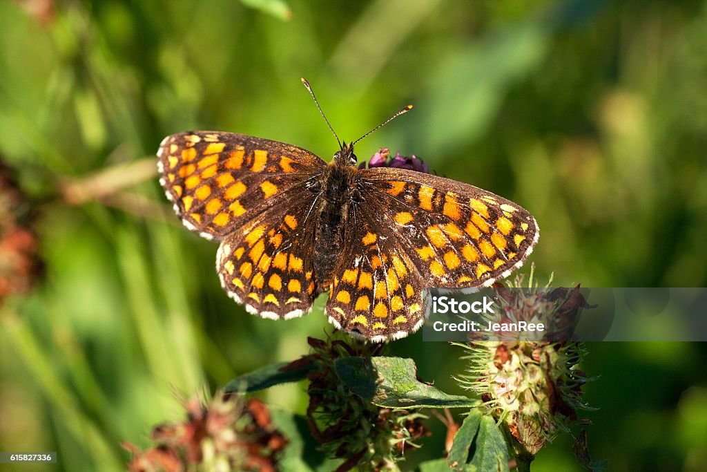 Atalia fritillary (Melitaea athalia) brown and orange butterfly - Melitaea atalia (Melitaea athalia) - sitting in the summer on a meadow Animal Stock Photo