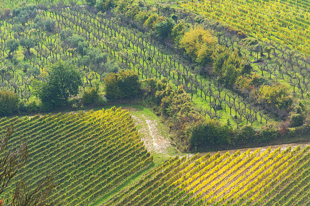 rows of vineyards in Tuscany rows of vineyards in Tuscany, Italy sardinia vineyard stock pictures, royalty-free photos & images