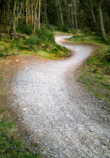 A tight series of bends on a stone trail for mountainbikers, winding through a pine forest in the Scottish Borders.