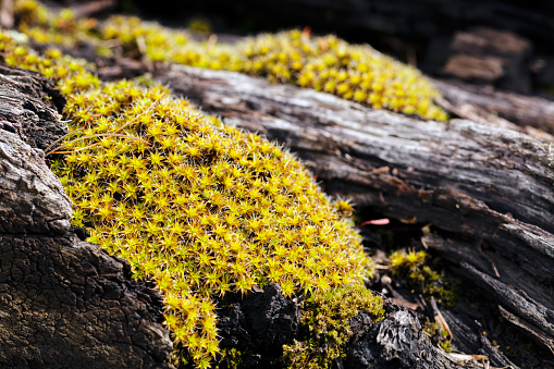 small yellow flowers on tree bark in nature, note shallow depth of field