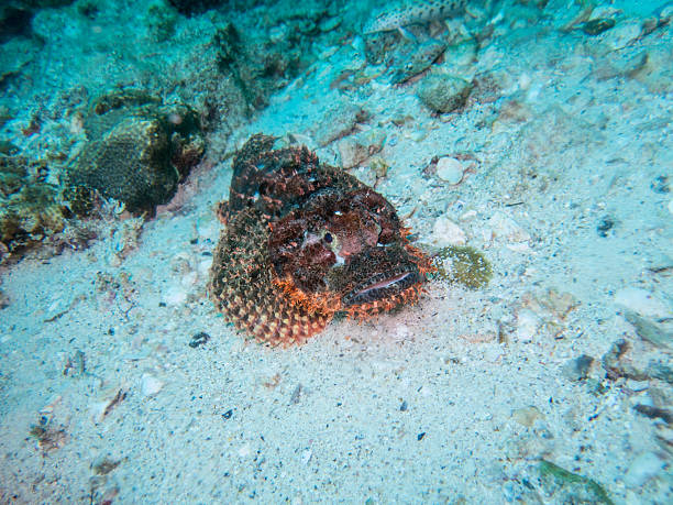 The tasseled scorpionfish (Scorpaenopsis oxycephala), is a carnivorous ray-finned fish with venomous spines.  Camouflage and speed are it's weapons when hunting.  Often looking innocently like a stone or rock, it awaits it's prey in the sand and coral.  