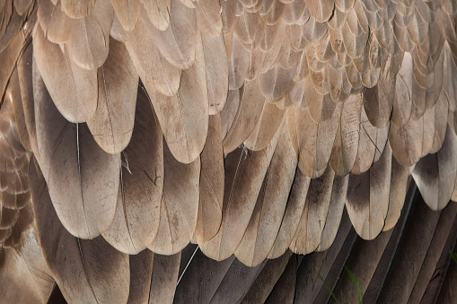 Cinereous vulture (Aegypius monachus), also known as the black vulture or monk vulture. Plumage texture.