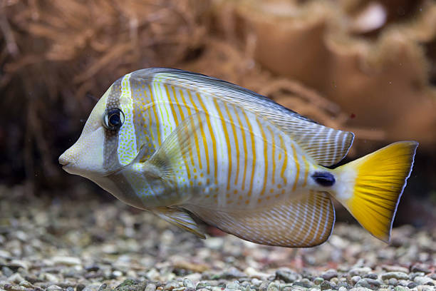 sailfin тан (zebrasoma veliferum). - sailfin tang стоковые фото и изображения