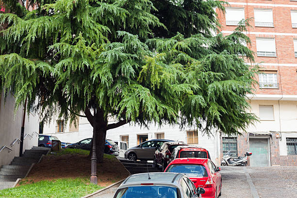 Atmospheric romantic image of an old red soviet car parked a the big willow in a sunset light