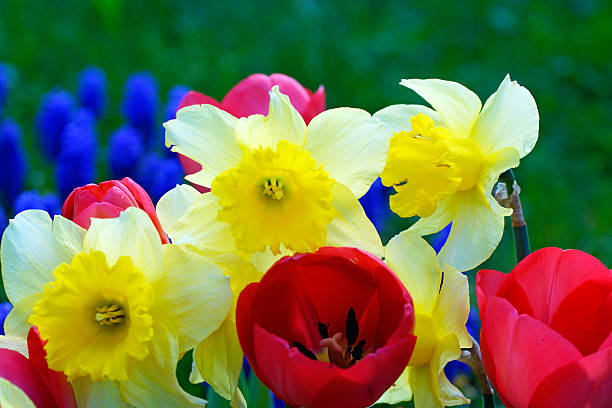 Lovely assortment of white,pink and red tulips in beautiful patterns on a bright spring day at the Ottawa Tulip Festival,Commissioners Park in Ottawa,Ontario,Canada