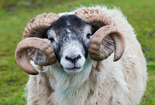 Head with big horns of a sheep (Buck - ram) on the Isle of Skye in Scotland.