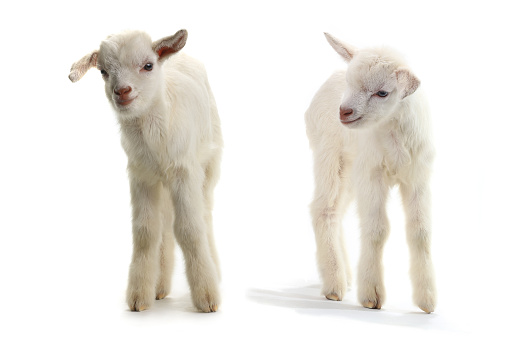 two goats kid ( 7 day ) isolated on white