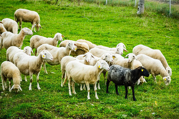 istock Black sheep standing out of the crowd 615836094