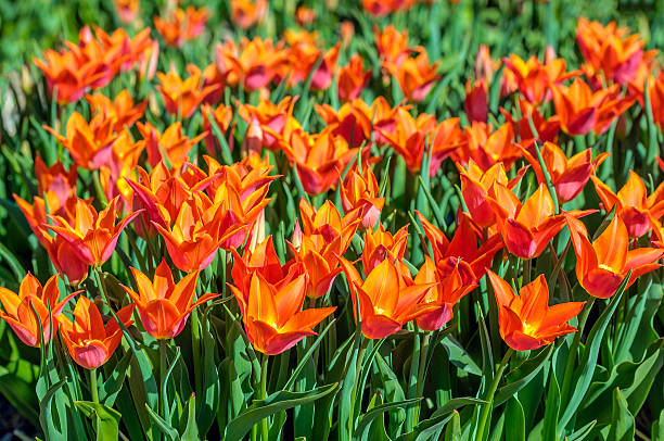 istock Orange blossoming lily like tulips from close 615836508