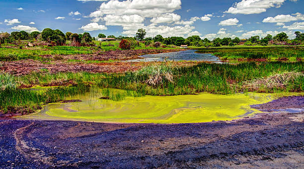 Bitumen and asphalt Pitch lake in Trinidad island Bitumen and asphalt Pitch lake in Trinidad island, Trinidad and Tobago tobago stock pictures, royalty-free photos & images