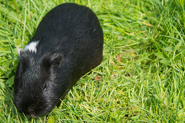 Guinea pig eating grass outside in the garden. Guinea pig (Cavia porcellus) is a popular household pet.