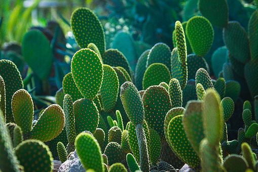 Cactus, Cactus Verde Gargen 2 photo