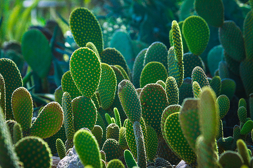 closeup view of a prickly pear cactus