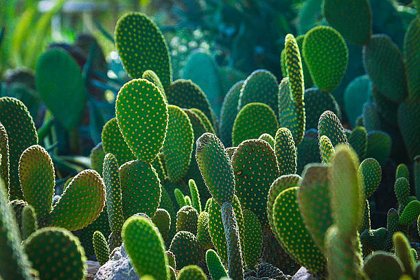 Cactus, Green Cactus Gargen 2 Beauty In Nature, Green Color, Lush Foliage, Prickly Pear Cactus, Cactus, City Of Cactus, Flower, pics of a spiky fruit stock pictures, royalty-free photos & images