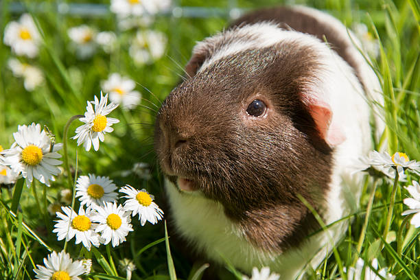 Guinea pig eating grass outside in the garden. Guinea pig (Cavia porcellus) is a popular household pet.