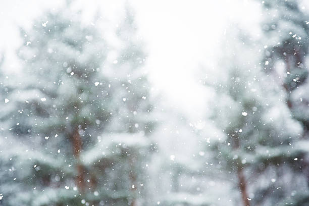 istock Winter scene - snowfall in the woods 615838440