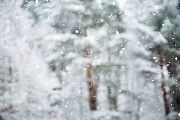 istock Winter scene - snowfall in the woods 615838550